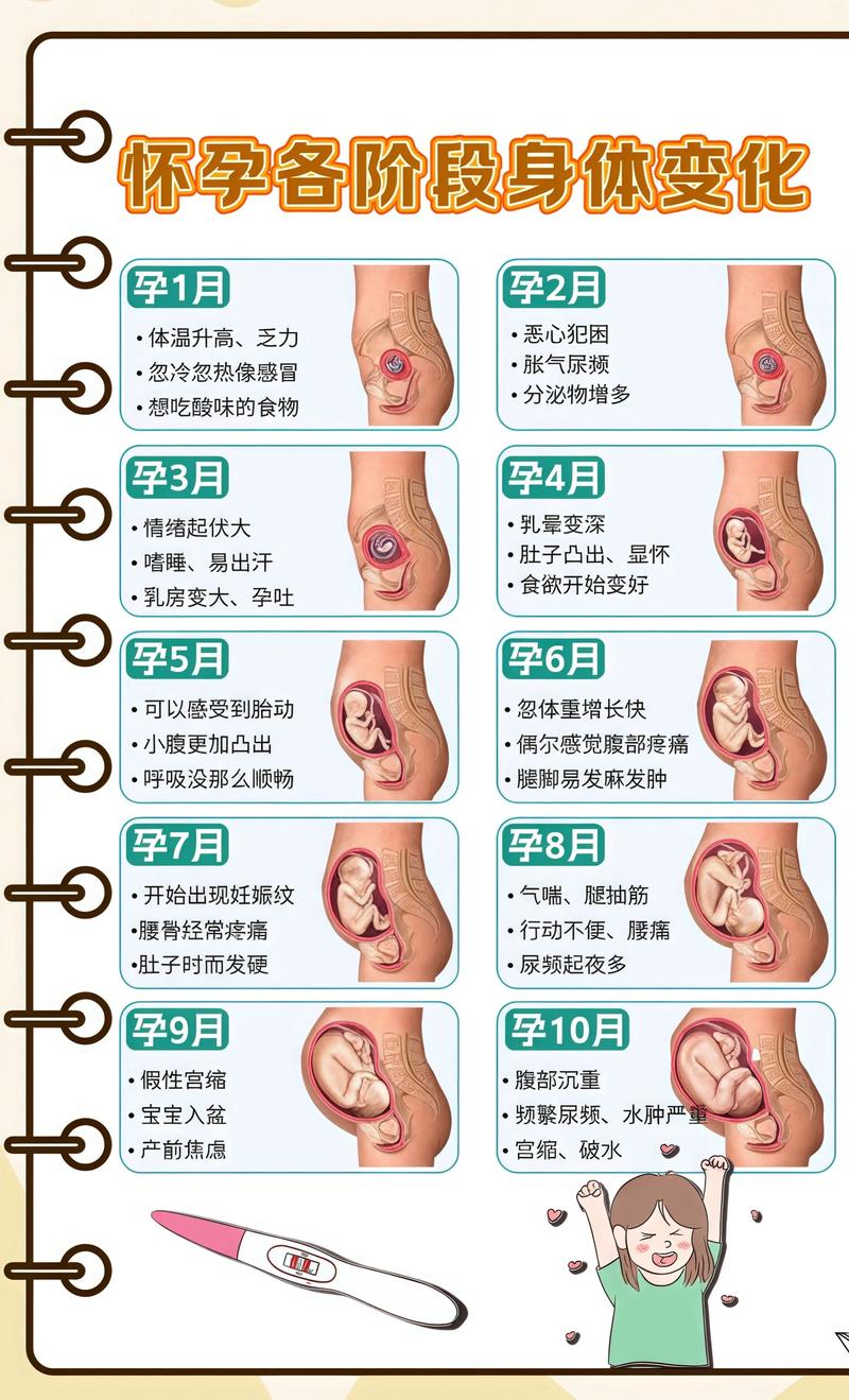 揭秘供卵代孕妈妈怀孕小腹分两节，孕期变化的奥秘运城代生机构: